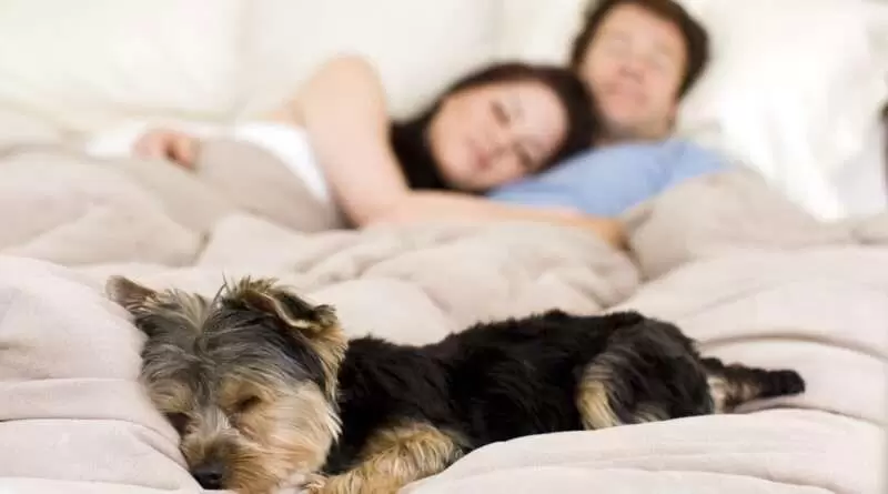 k chemu snitsya son chto ya gulyayu s sobakoy К чему снится сон что я гуляю с собакой